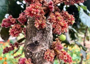 Davidson plums growing on trees